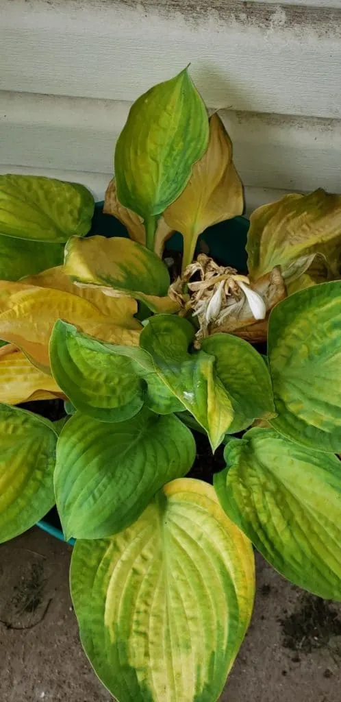 Why Are My Hostas Turning Yellow 3