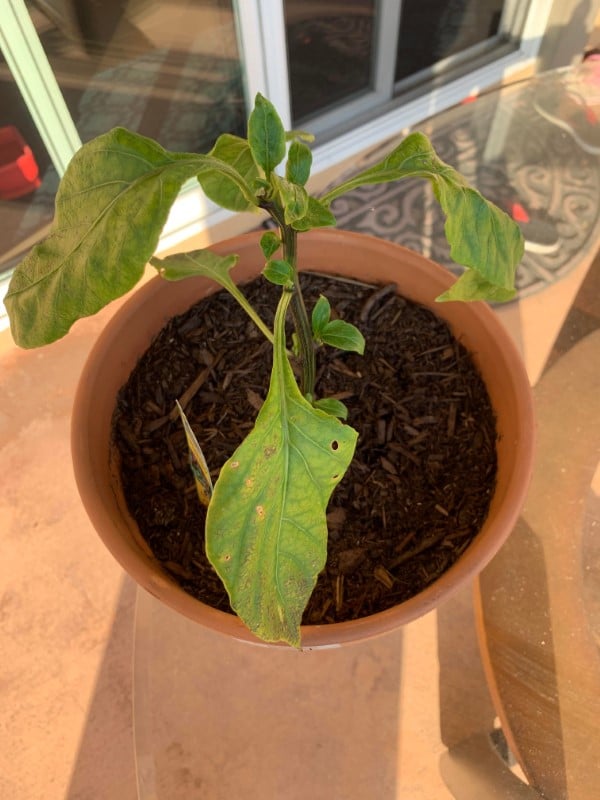 Why Are My Pepper Plant Leaves Turning Yellow
