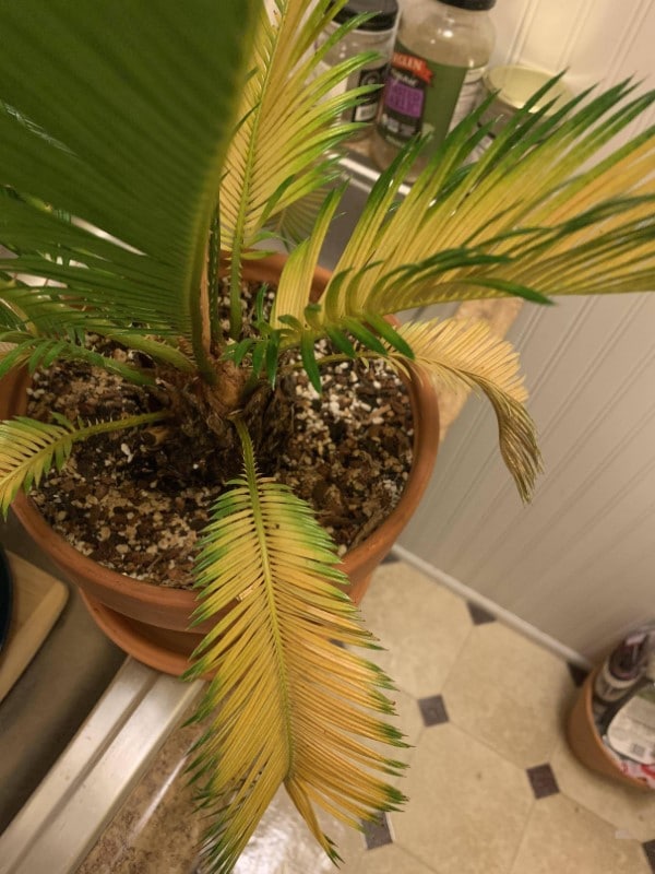 Why Are My Potted Palms Turning Yellow