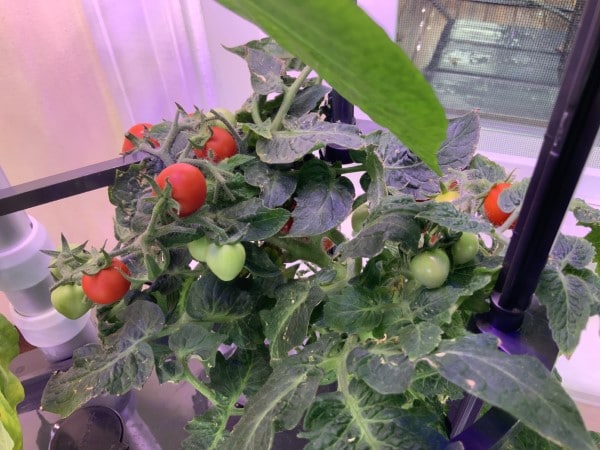 How do I make my tomatoes grow bigger