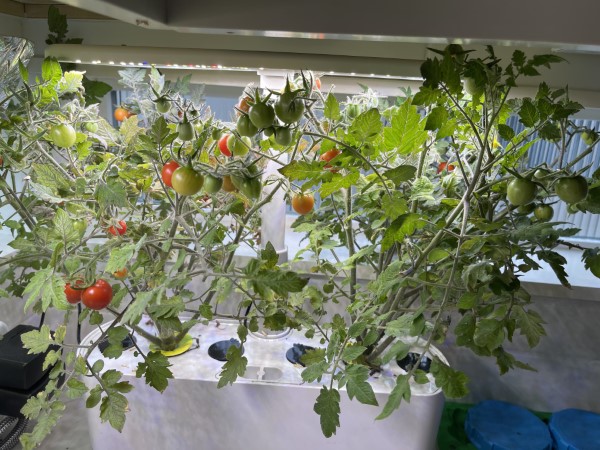 Why Are My Tomatoes Not Getting Big