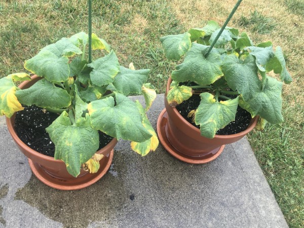 Why Are My Zucchini Leaves Turning Yellow 2