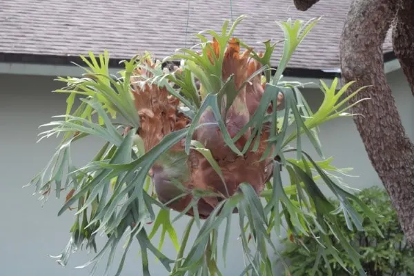 Why Are Staghorn Ferns So Expensive 2