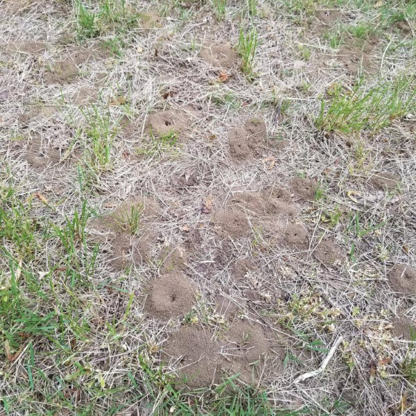 Why Are There So Many Ant Hills in My Yard