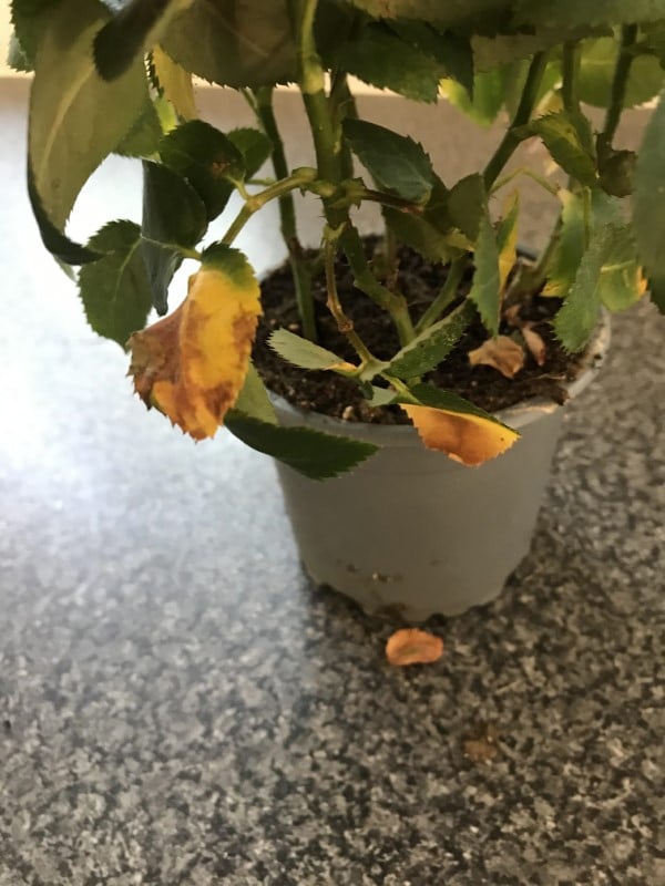 Why Do Rose Leaves Turn Yellow
