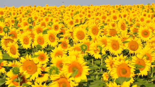 Why Is A Sunflower Yellow