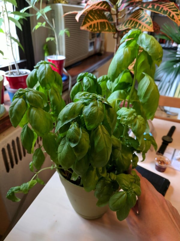 Why Is My Basil Plant Wilting 2