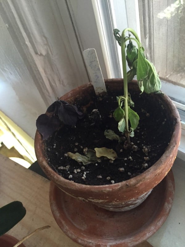 Why Is My Basil Plant Wilting