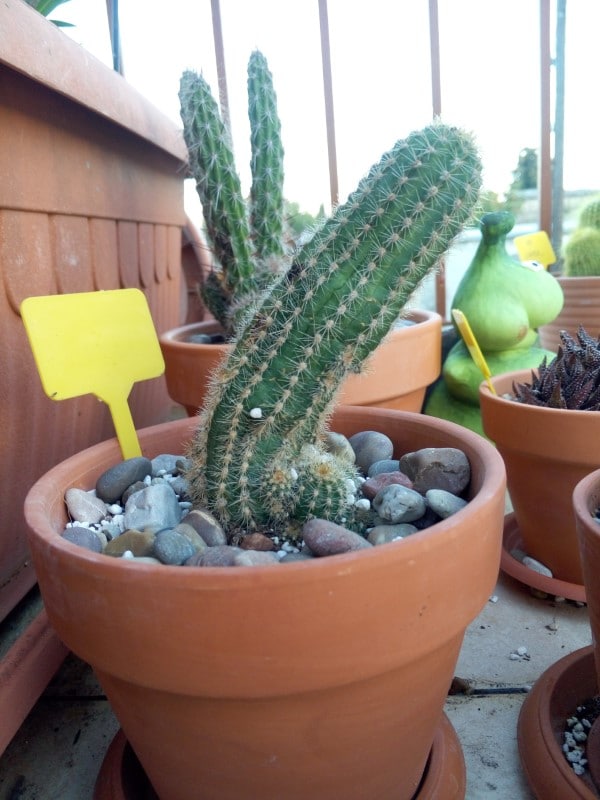 Why Is My Cactus Drooping