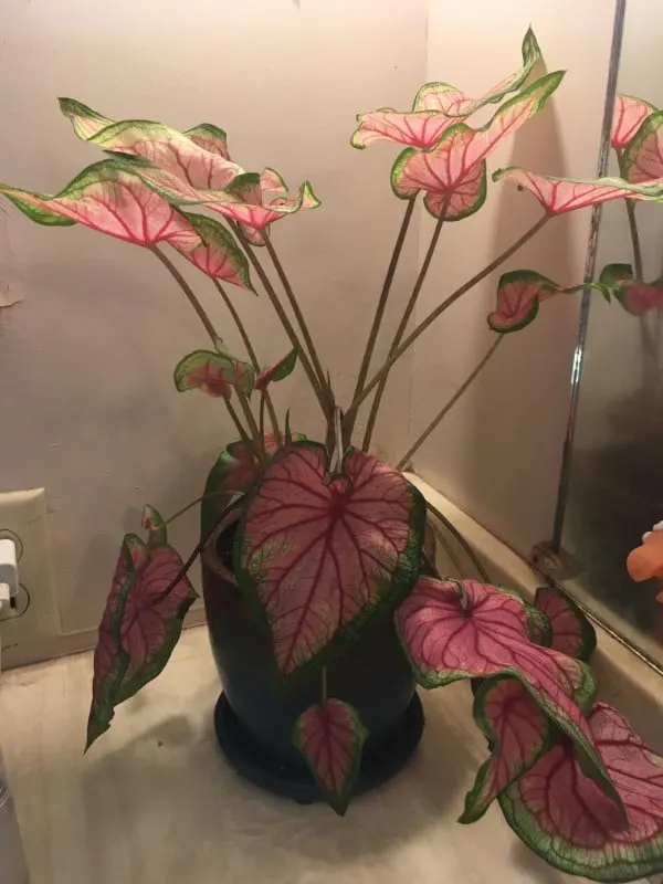 Why Is My Caladium Drooping