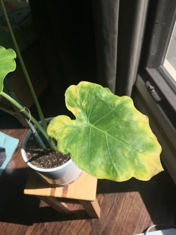 Why Is My Elephant Ear Plant Turning Yellow 2