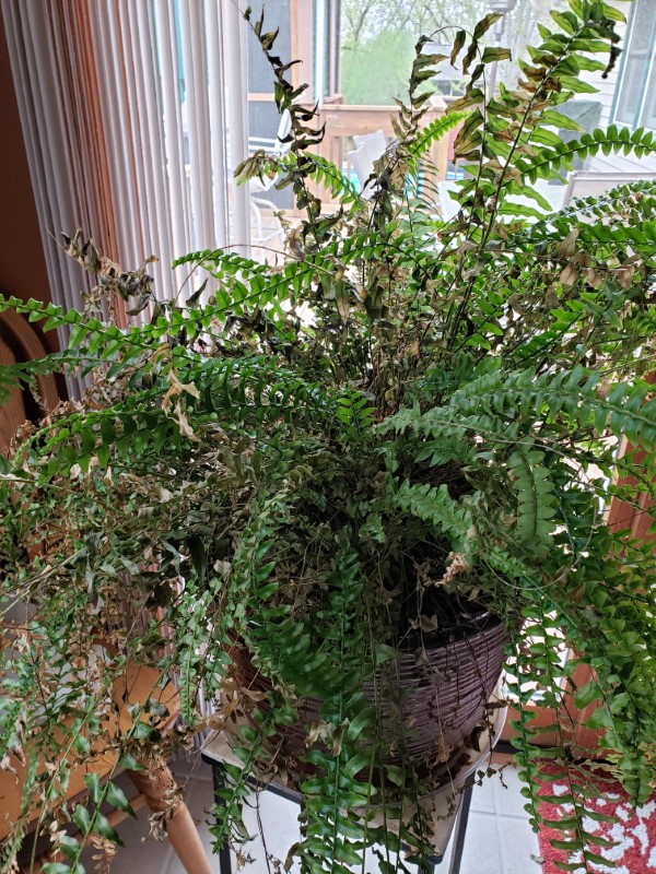 Why Is My Fern Dying 2