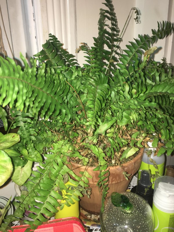Why Is My Fern Dying