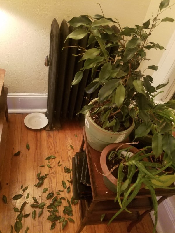 Why Is My Ficus Dropping Leaves 2