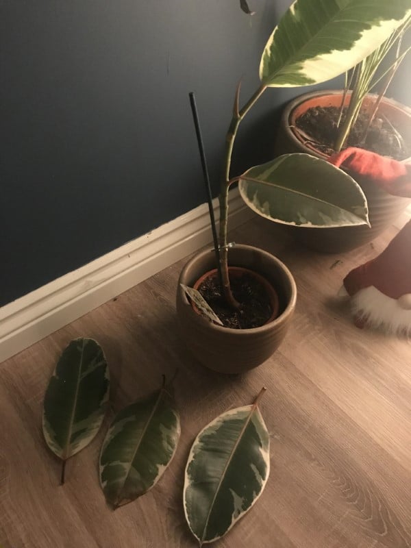 Why Is My Ficus Dropping Leaves with 5 Solutions 