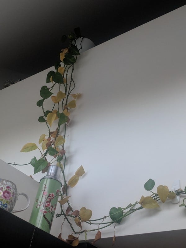 Why Is My Ivy Turning Yellow 2