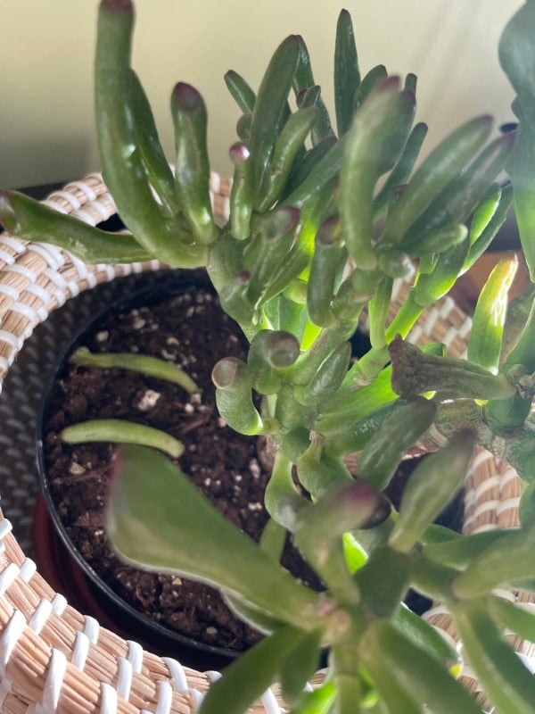 Why Is My Jade Plant Leaves Curling