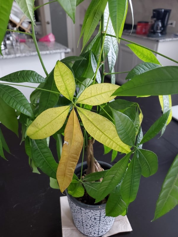 Why Is My Money Tree Turning Yellow 2