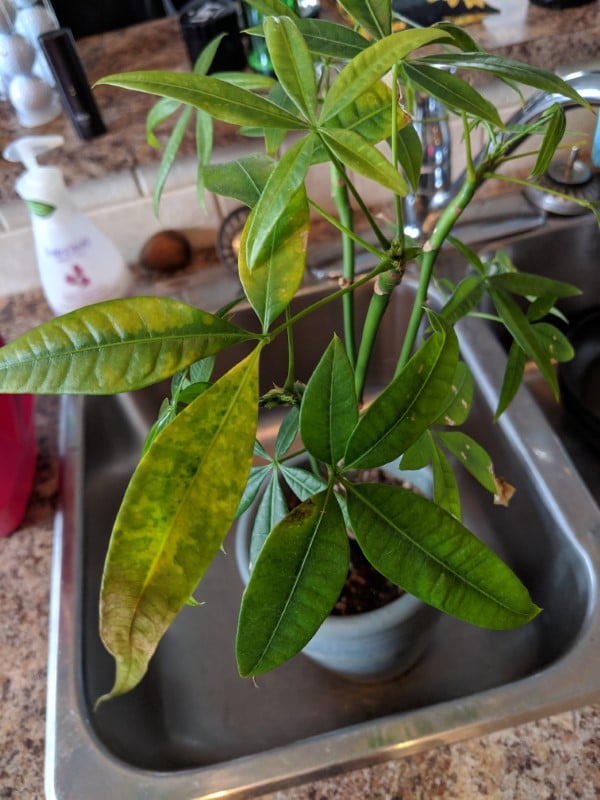 Why Is My Money Tree Turning Yellow