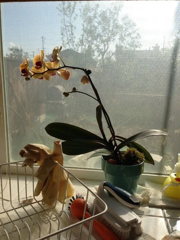 Why Is My Orchid Dying 2