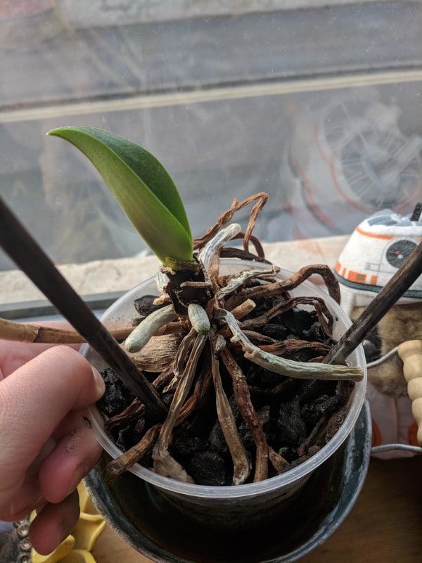 Why Is My Orchid Dying