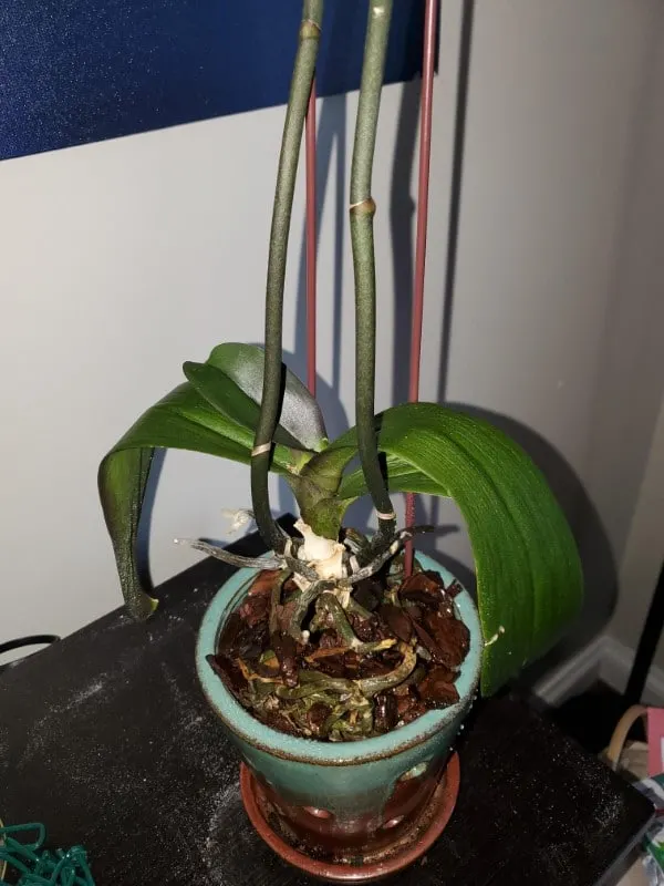 Why Is My Orchid Wilting 2