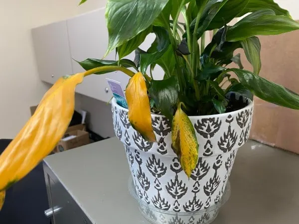 Why Is My Peace Lily Leaves Turning Yellow 2