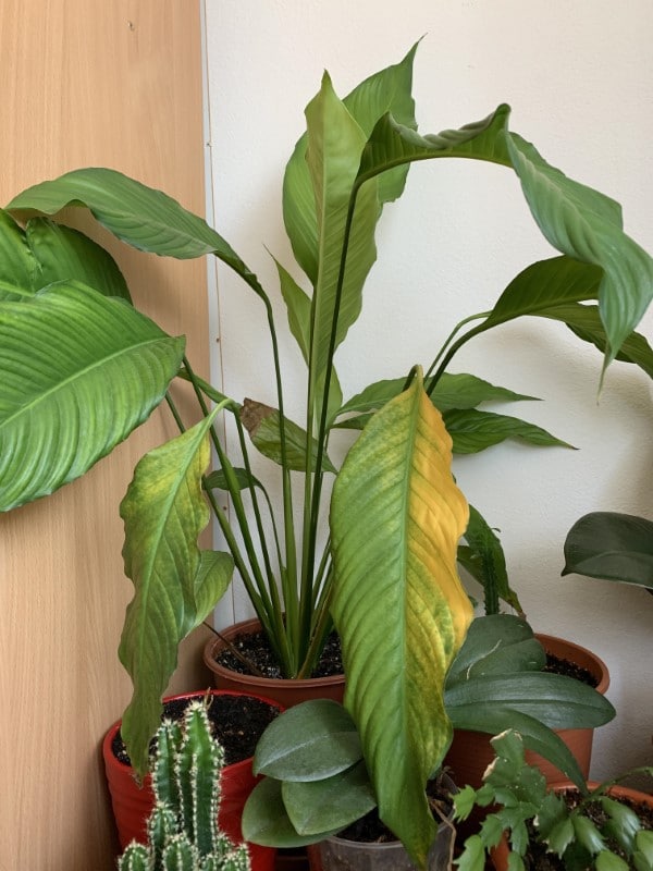Why Is My Peace Lily Leaves Turning Yellow