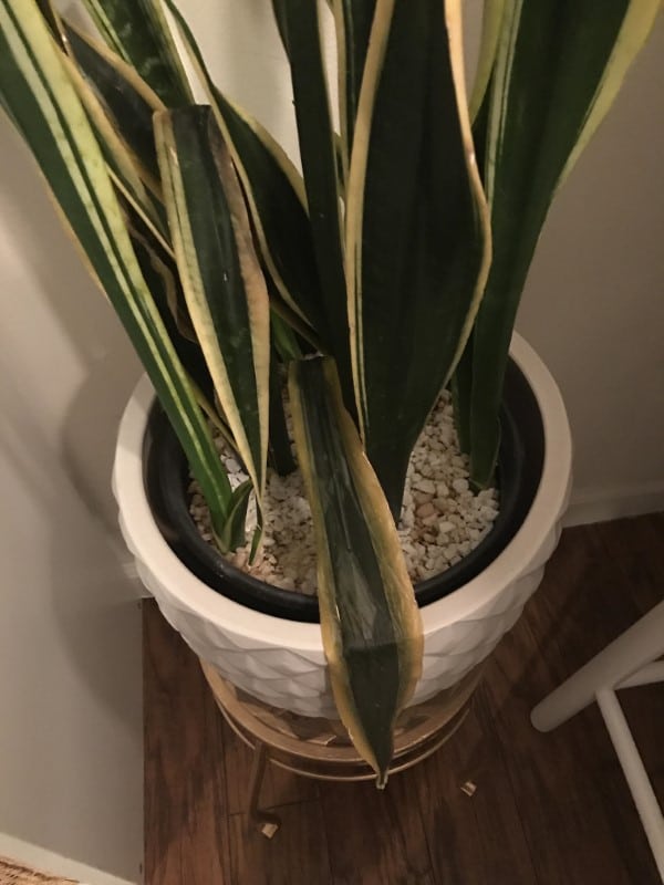 Why Is My Snake Plant Drooping 2