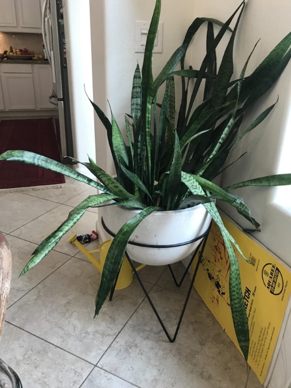 Why Is My Snake Plant Drooping