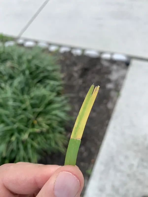 Why Is My St Augustine Grass Turning Yellow