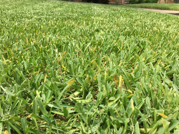 why-is-my-st-augustine-grass-turning-yellow-5-reasons