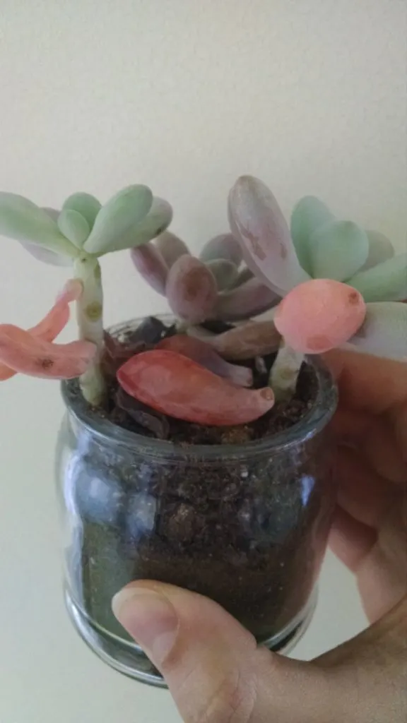 Why Is My Succulent Losing Leaves 2