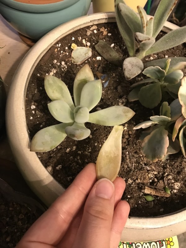 Why Is My Succulent Losing Leaves
