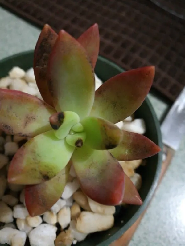 Why Is My Succulent Turning Black 2