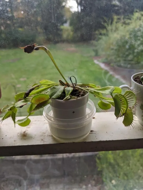 Why Is My Venus Fly Trap Drooping 2