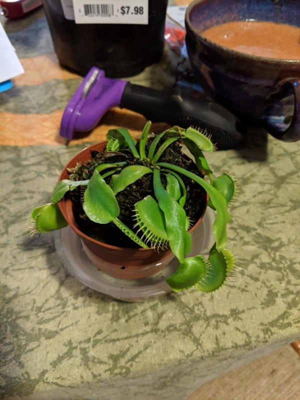 Why Is My Venus Fly Trap Drooping