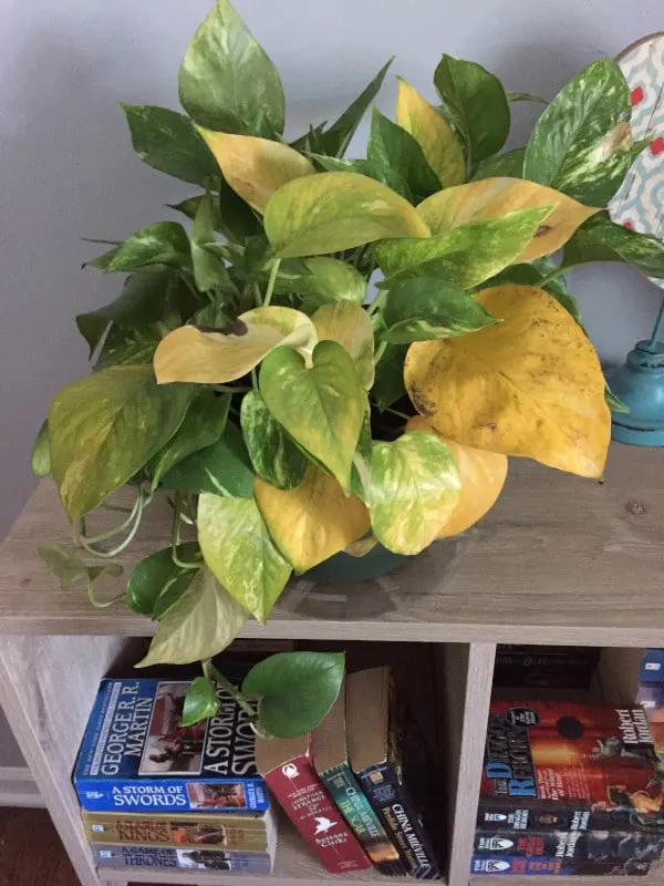 Why My Pothos Leaves Are Turning Yellow