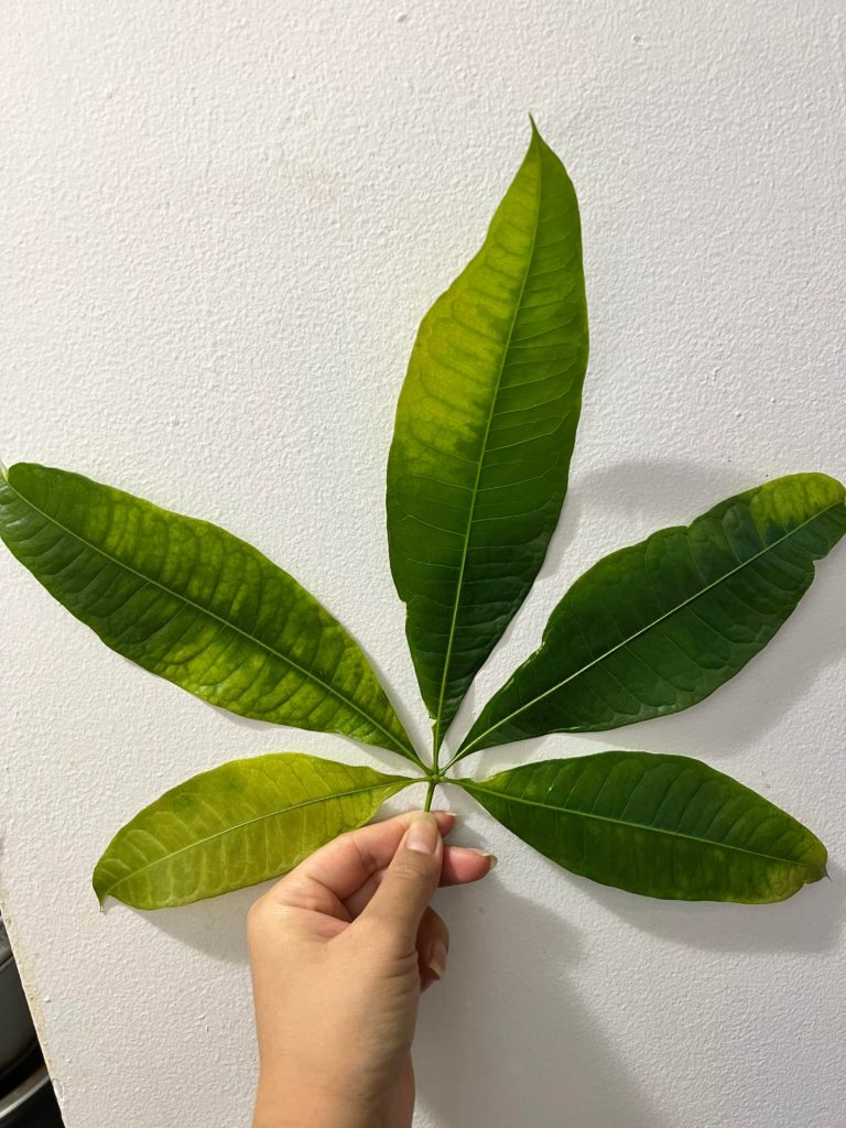 Why Are the Leaves on My Money Tree Turning Yellow and falling off?