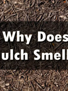 Why does mulch smell