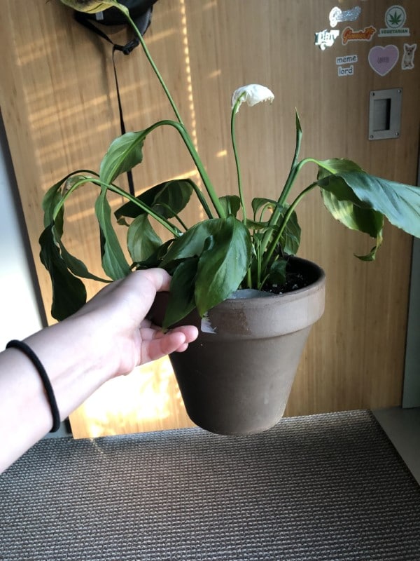 Why is My Peace Lily Drooping