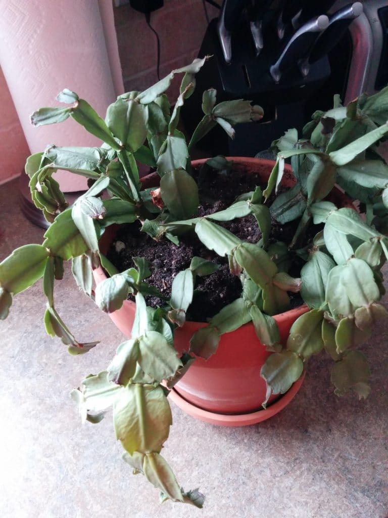 Why is my Christmas cactus wilting?