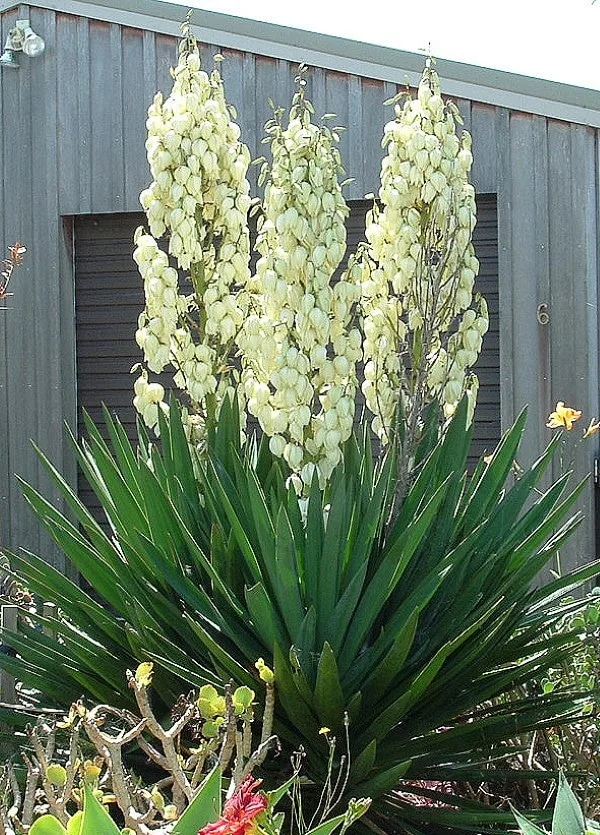 Yucca Vegetables That Start with Y