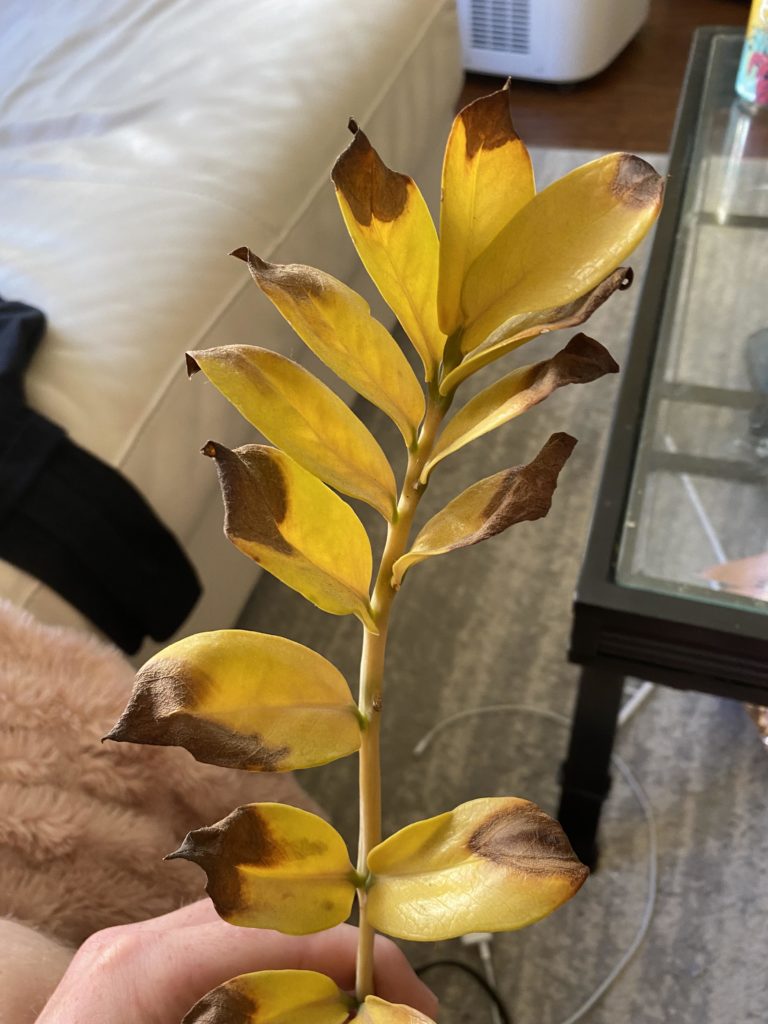 ZZ plant turning yellow with brown tips due to sunburn