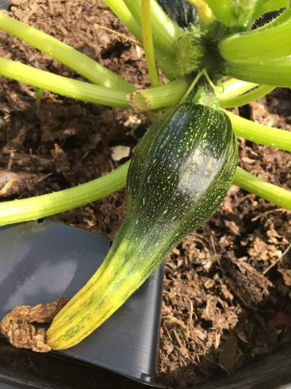 Zucchini ends yellow and soft Why Are My Zucchini Turning Yellow
