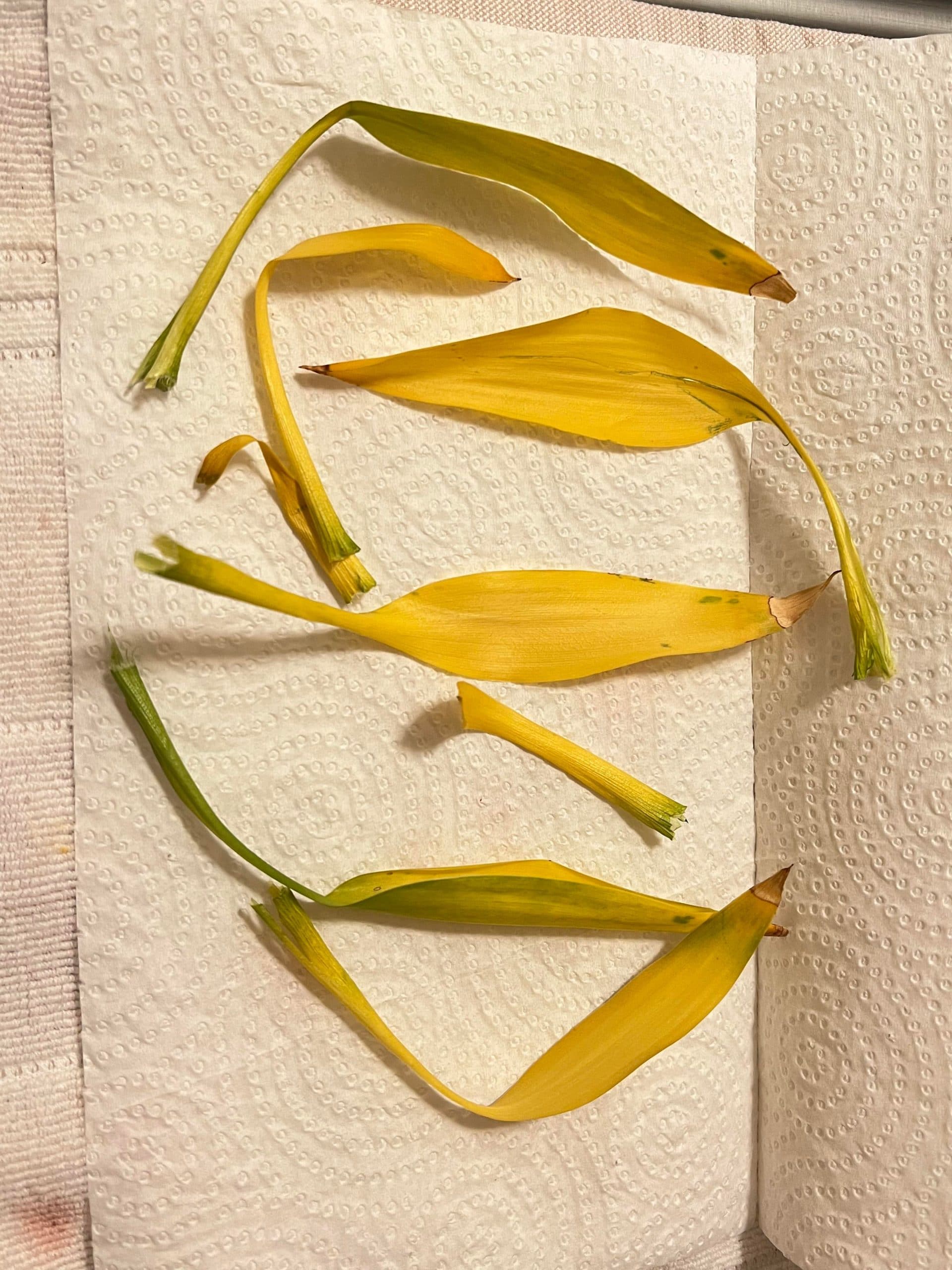 11yo lucky bamboo leaves turning yellow - Why are my bamboo leaves turning yellow?