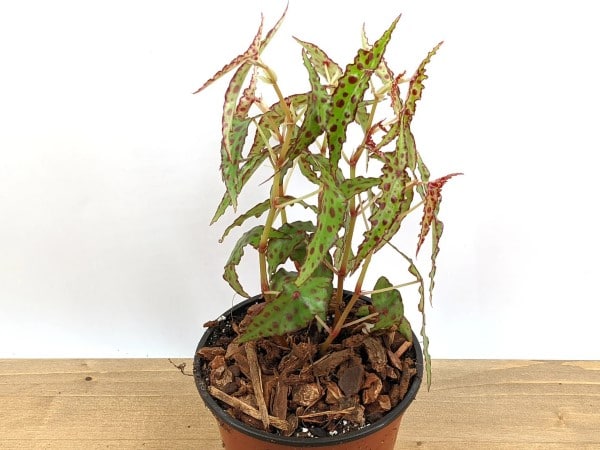 Begonia Amphioxus 1