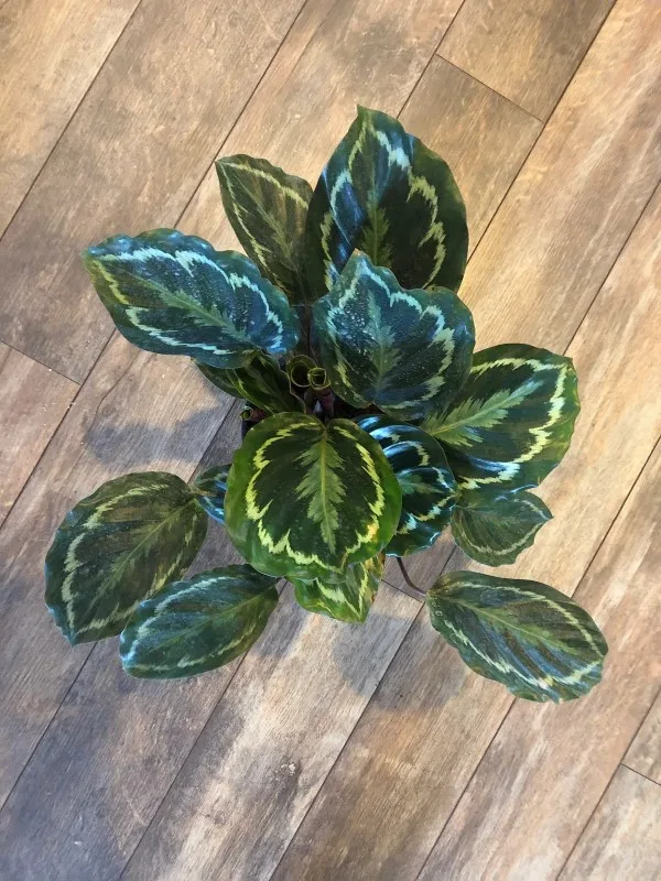 Is Calathea medallion easy to care for
