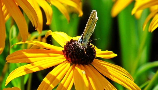 Flowers Attract Pollinators Why Are Flowers Important To Plants