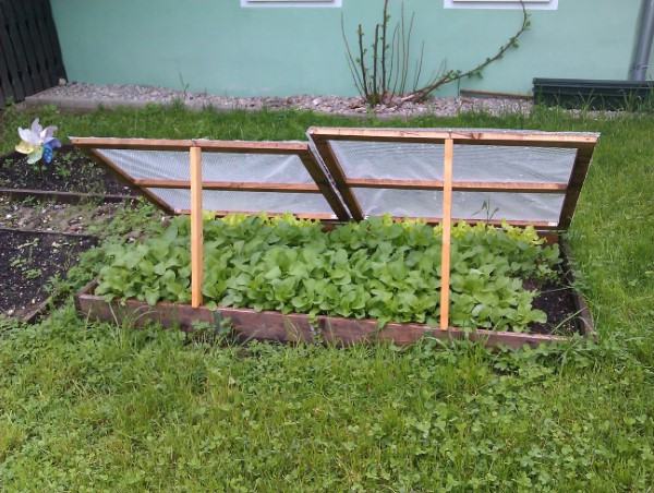 How To Get Rid Of Grass In Vegetable Garden